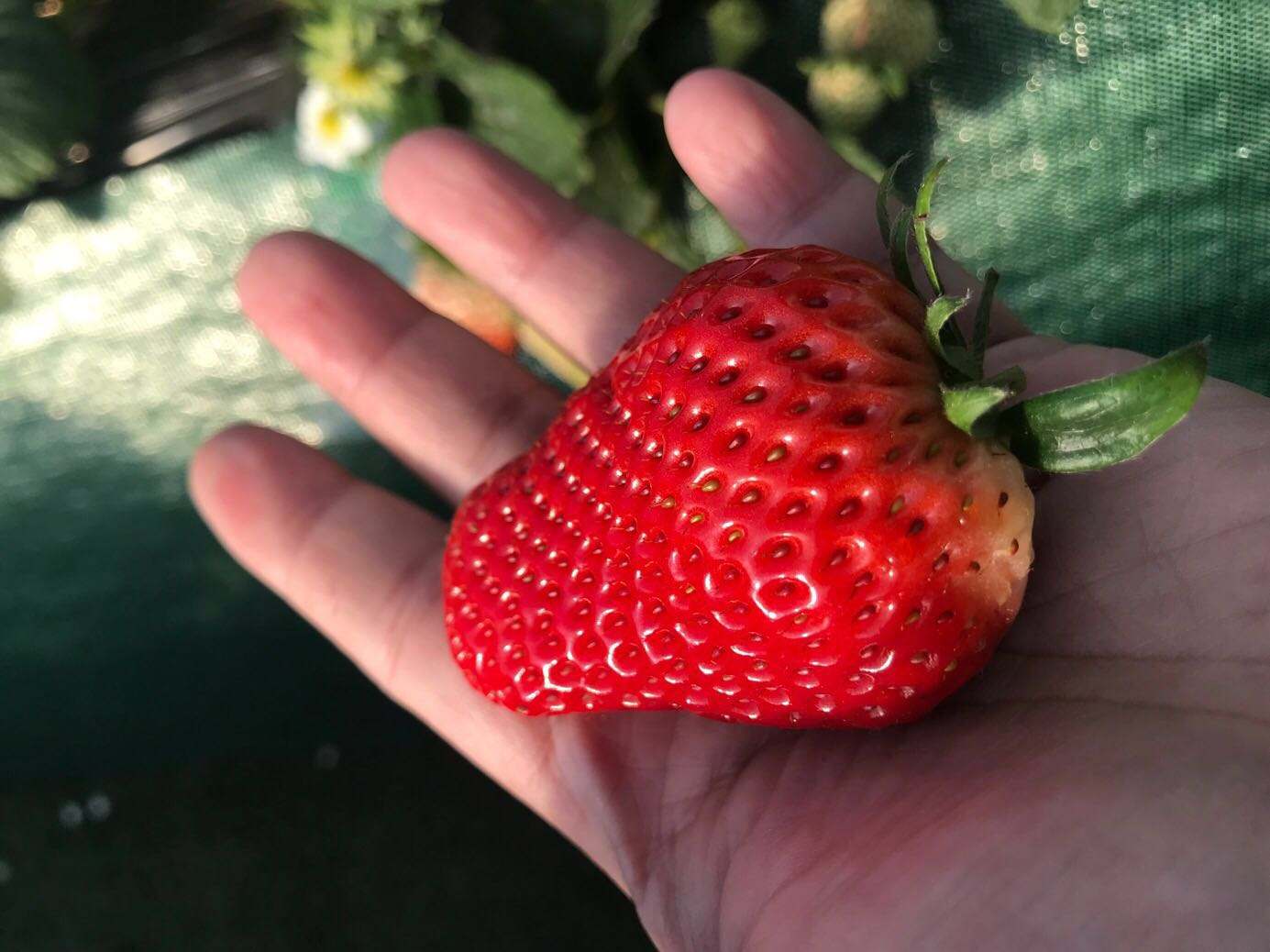 普兰店摘草莓的地方,普兰店草莓采摘技术