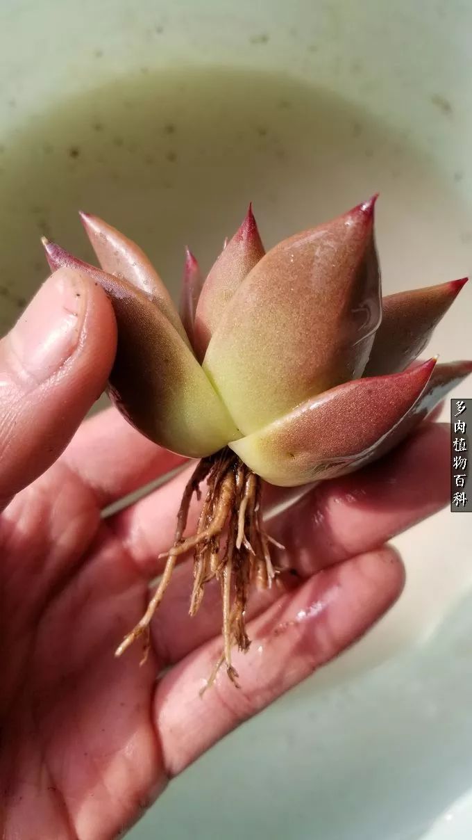 什么元素可以促进多肉生长,多肉修根喷除菌药