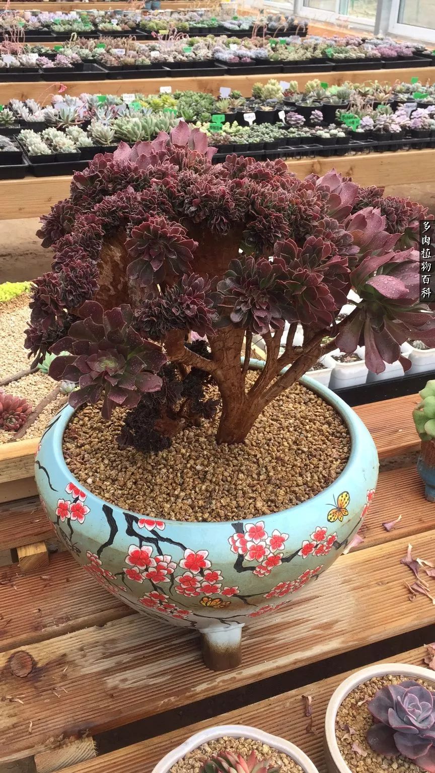 什么元素可以促进多肉生长,多肉修根喷除菌药