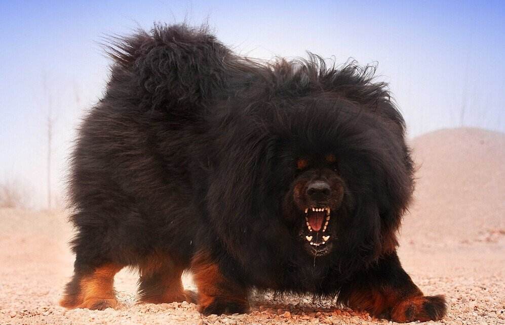 为什么藏獒很温和,为什么藏獒那么贵