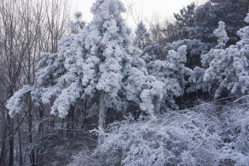 中原区有雪吗,中原雪乡在哪里