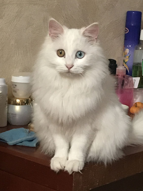 去花鸟市场花50元买一只保姆鸟,去花鸟市场100元买动物