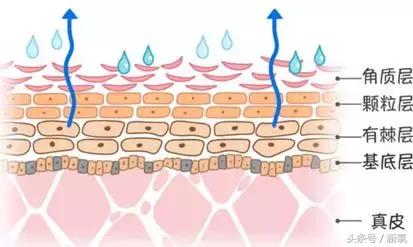冯小刚钟楚曦苗苗,范冰冰和钟楚曦谁美