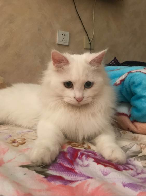 去花鸟市场花50元买一只保姆鸟,去花鸟市场100元买动物