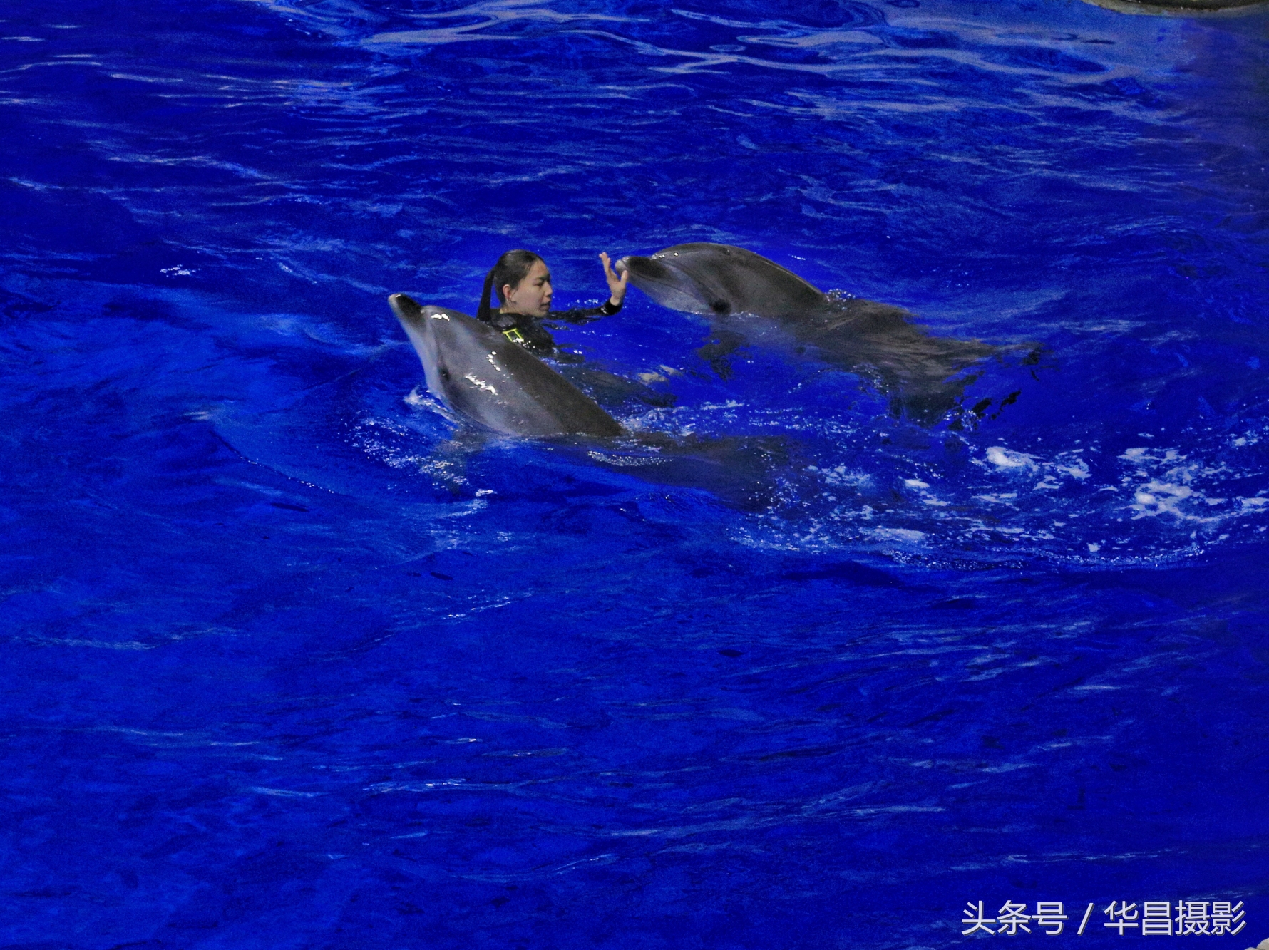 北京海洋馆海豚,北京海洋馆海豚表演时间表