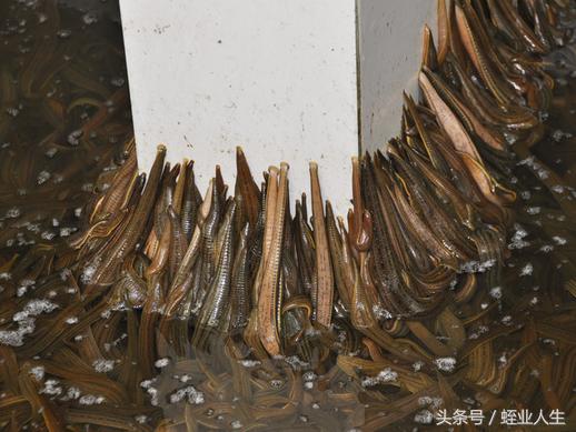 东北水蛭养殖基地大揭秘,水蛭蚂蟥专业养殖茂名
