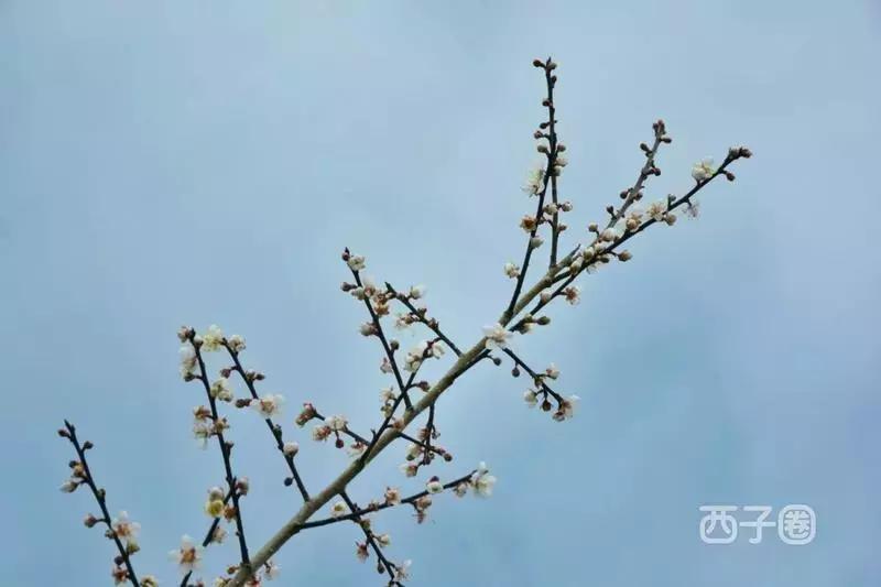 2024年梁化梅园看梅花时间,梁化梅花今年开了吗