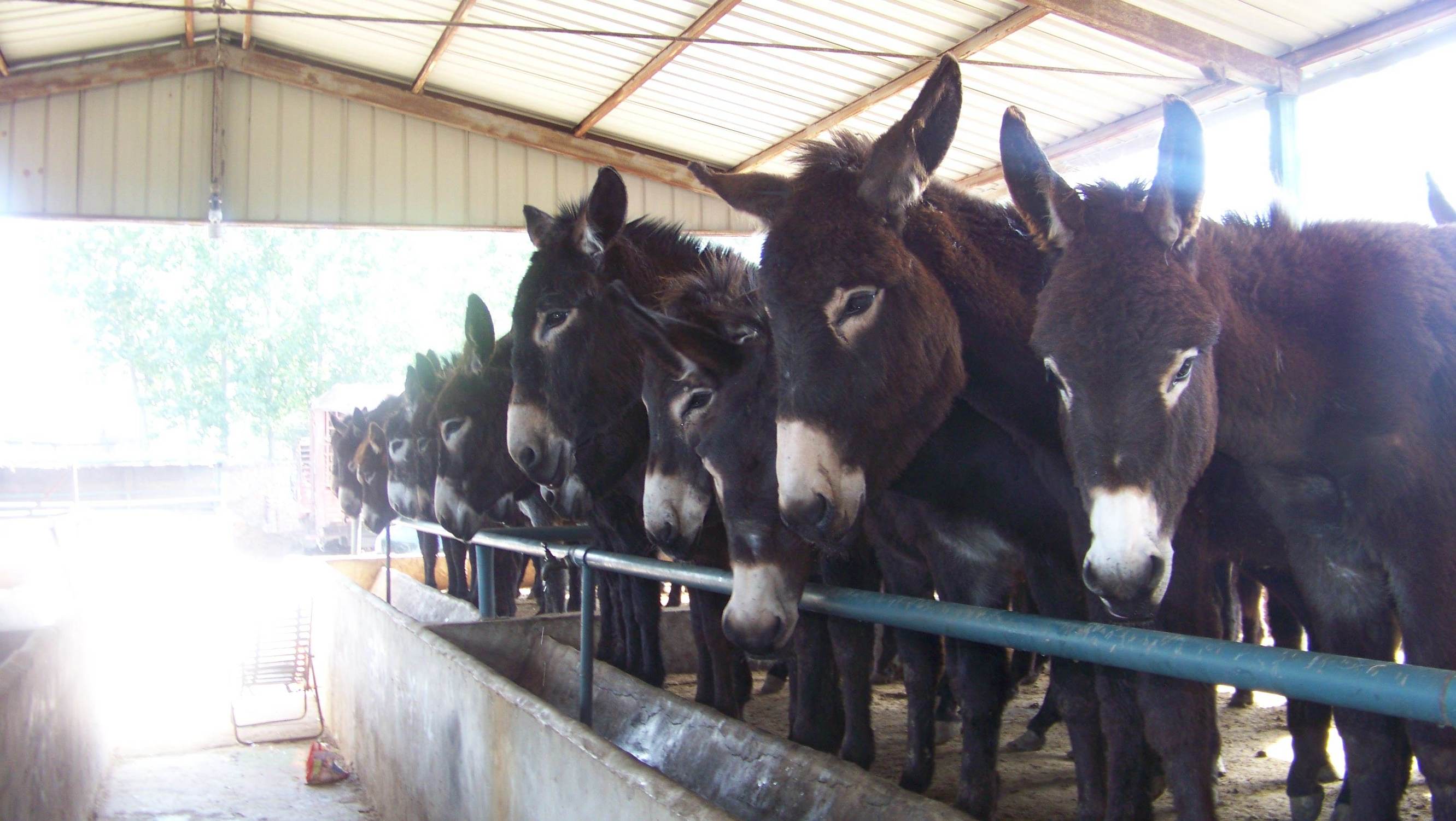 有什么农村养殖致富小项目好做,有什么农村养殖致富小项目