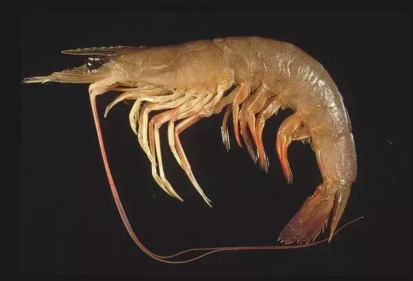 3种常见虾哪种最好吃,特色皮皮虾包括什么虾种