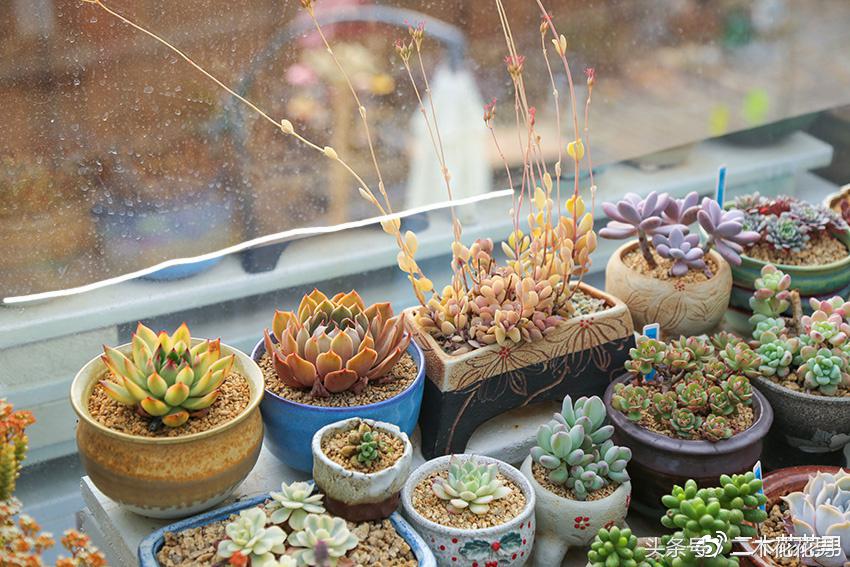 阳光房建设,怎样建造阳光房