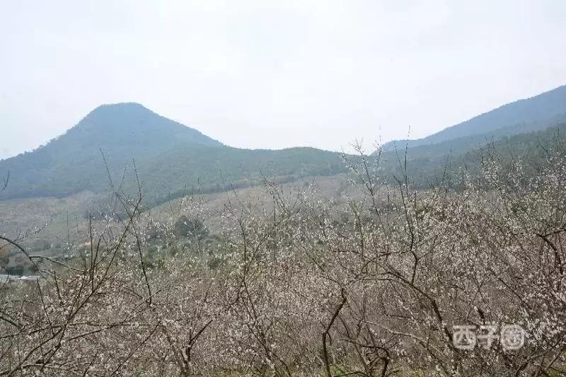 2024年梁化梅园看梅花时间,梁化梅花今年开了吗