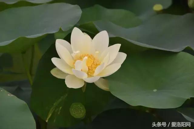 「寻津」孟津这个名镇藏着大秘密，曾被誉为“小洛阳”！如今……