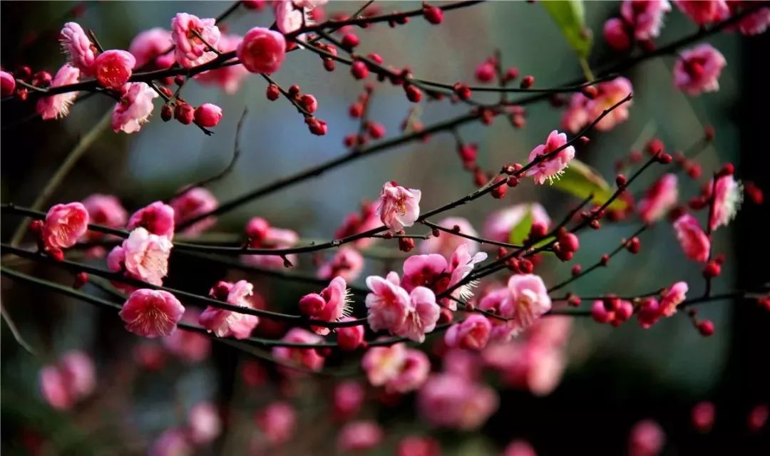 成都腊梅在哪里看,成都赏腊梅有哪些好地方