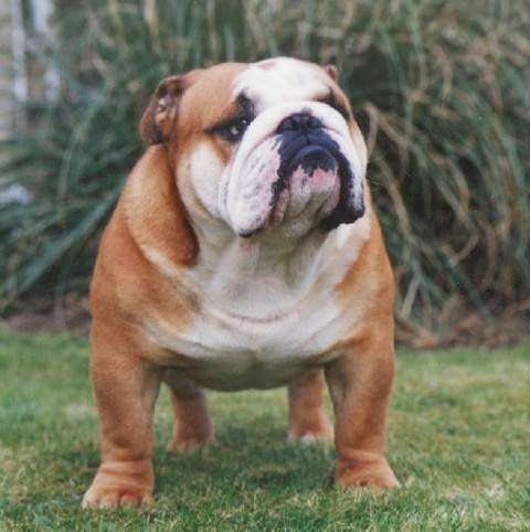 买狗需要提防的套路,买狗的注意事项和细节有哪些