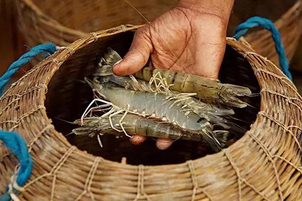 3种常见虾哪种最好吃,特色皮皮虾包括什么虾种