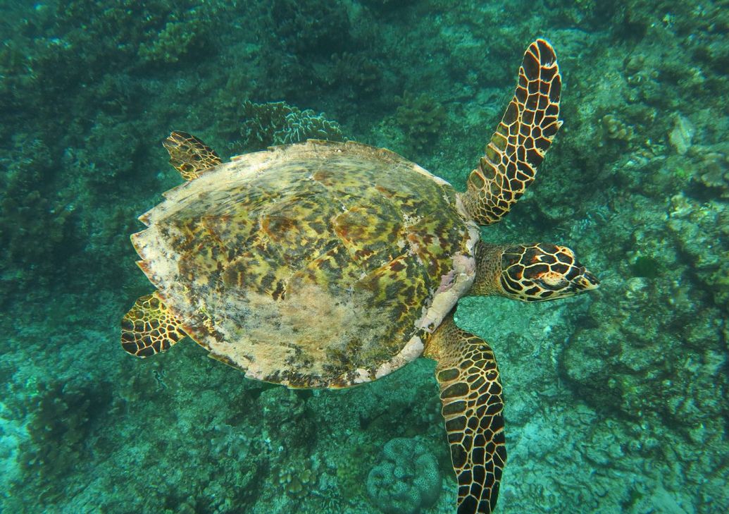 泰国顶级海岛斯米兰,斯米兰岛泰国