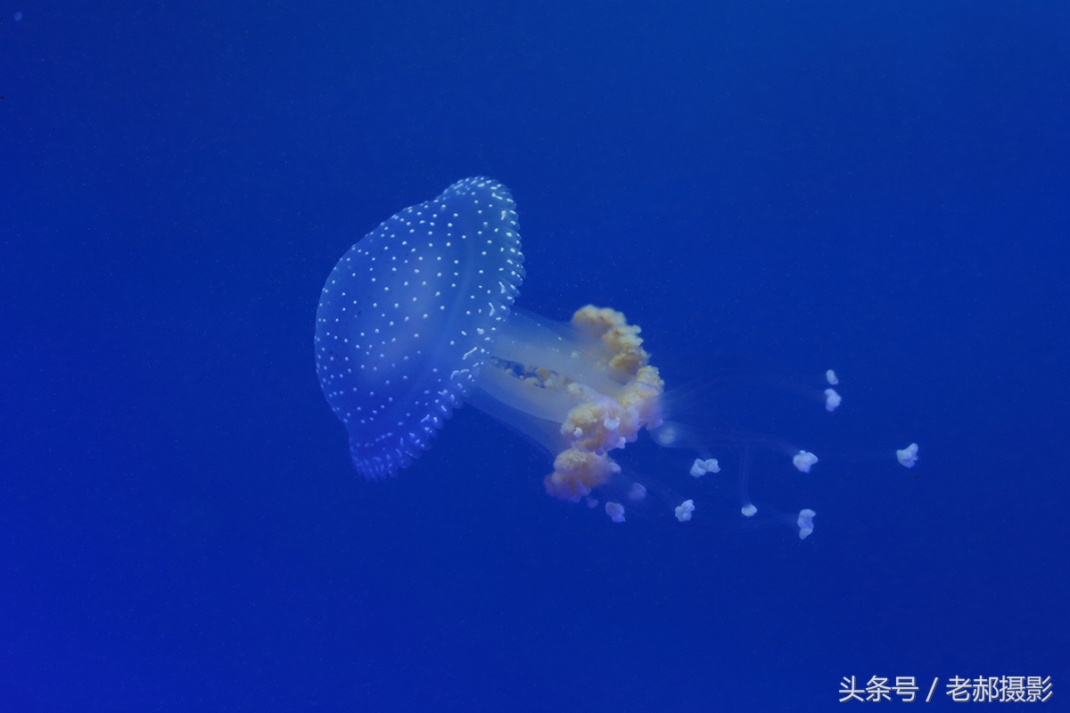 五彩斑斓的蝌蚪长什么样,不同颜色的蝌蚪