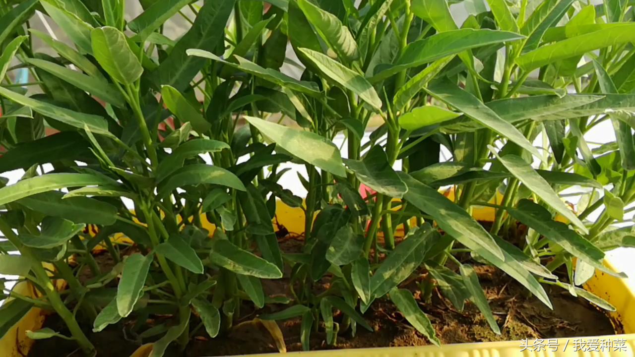 阳台上光照不好种什么蔬菜最合适,适合阳台光照不足的蔬菜