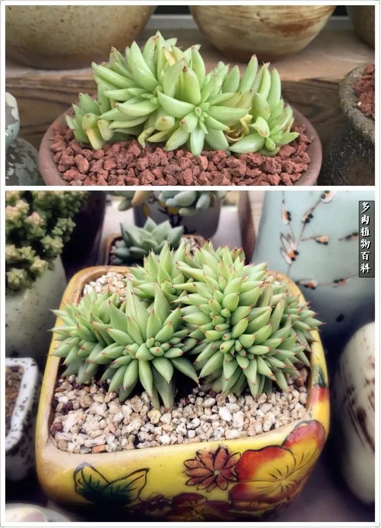 阳光的多肉花园,漂亮的多肉露台花园