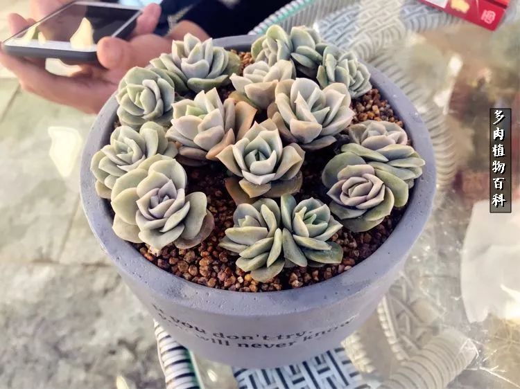 阳光的多肉花园,漂亮的多肉露台花园