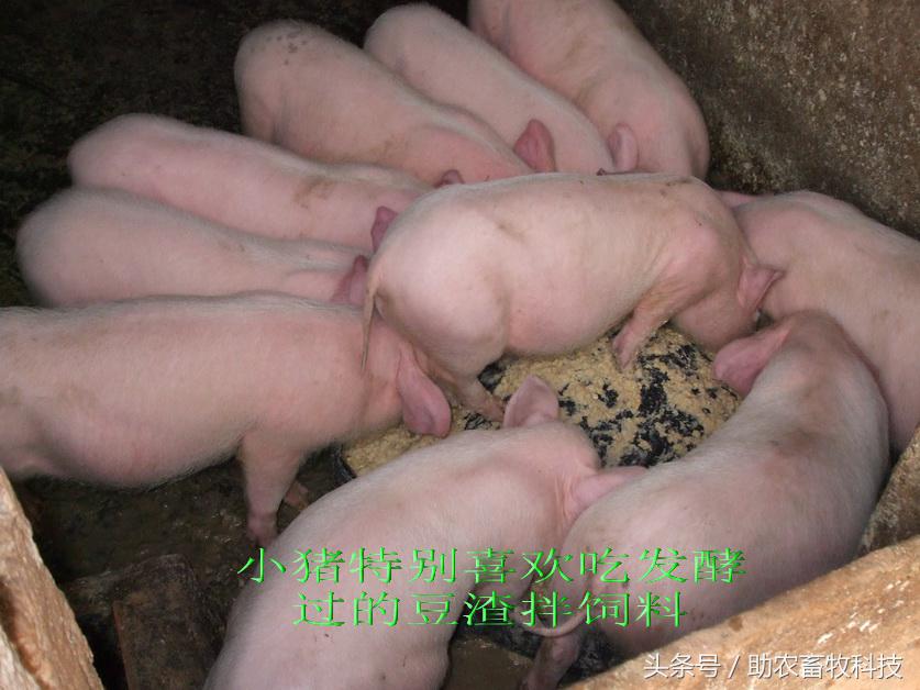 豆渣一吨多少钱,豆渣发酵后多少钱一吨