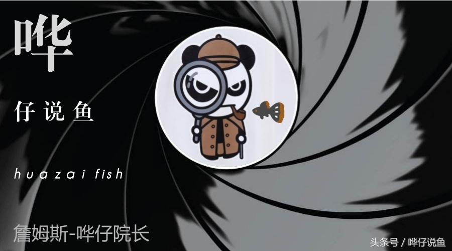 世界上的六种龙鱼品种有哪些,龙鱼头干货