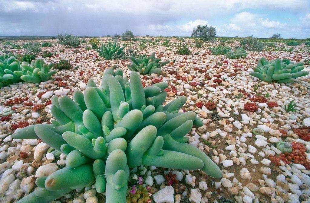 南非线路攻略｜与鲨共舞、沙漠开花、隔海观鲸，你了解非洲吗？