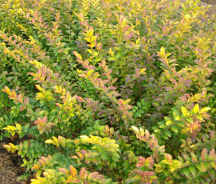 南烛盆景扦插,南烛景观树