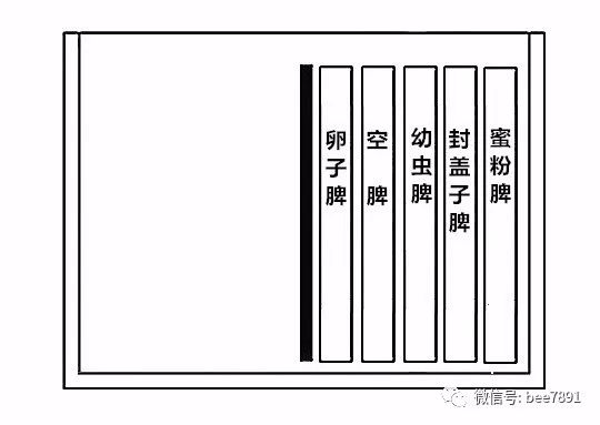 蜜蜂春繁分箱最简单方法,蜜蜂单脾春繁简易方法