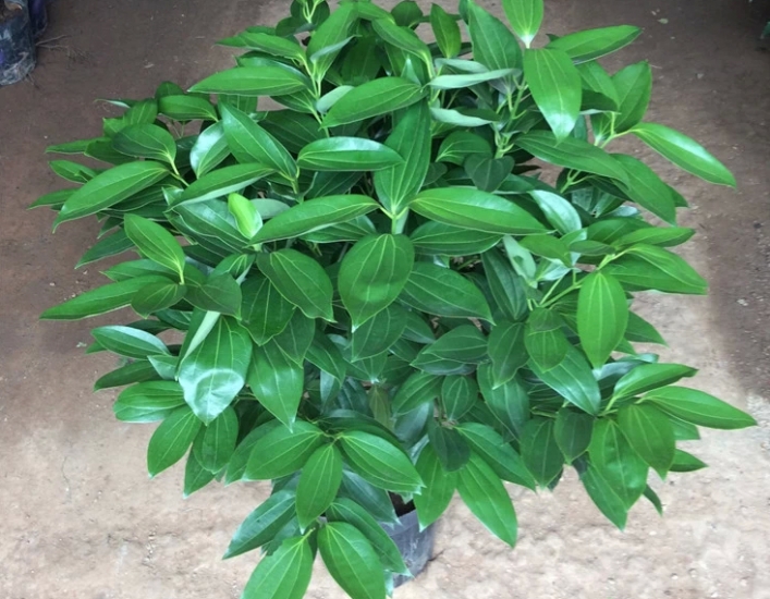 平安树越冬温度多少,平安树可以在室外越冬吗