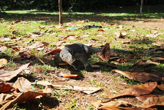 【一只熊的冒险】薄荷色夏日梦，马来西亚沙巴亚庇仙本那历险记——敦沙卡兰海洋公园（完）