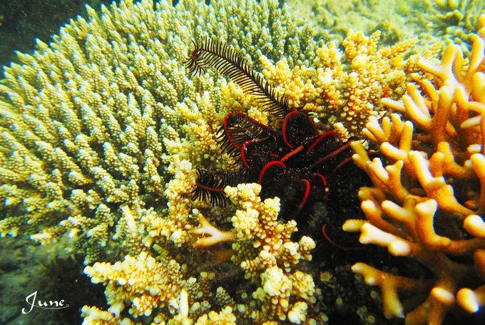 【一只熊的冒险】薄荷色夏日梦，马来西亚沙巴亚庇仙本那历险记——敦沙卡兰海洋公园（完）
