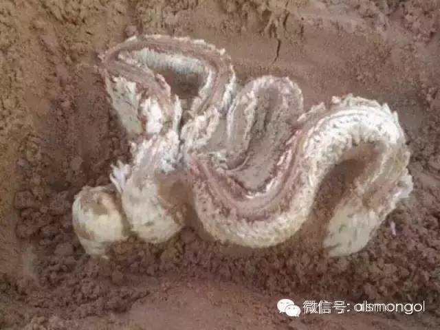 蒙古阿拉善肉苁蓉,阿拉善苁蓉生长在哪儿