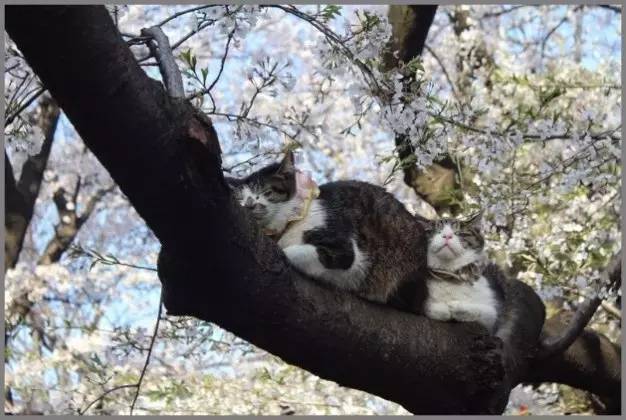 日本人有多恨猫（Excuseme？）