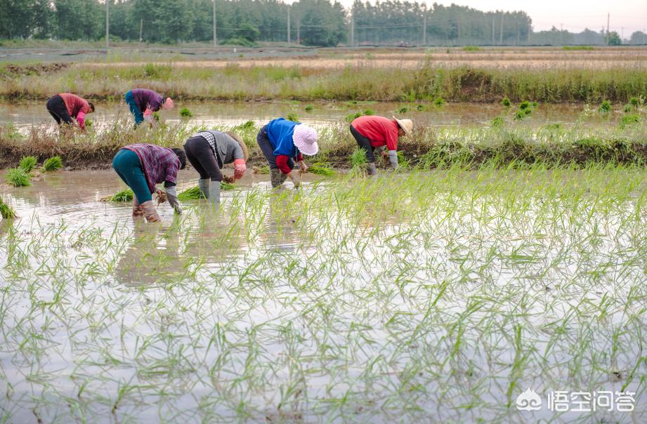 虾稻生态米价格,虾稻米原生态