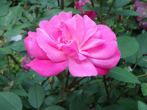 奥林巴斯tg-7运动相机怎样,奥林巴斯tg850拍照