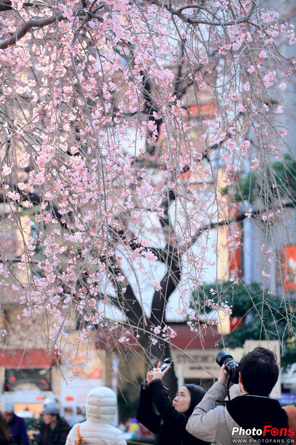 春之物语完整视频,《春之物语》