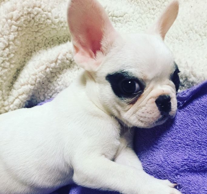 妙手仁心救我狗命锦旗,妙手仁心宠物医院