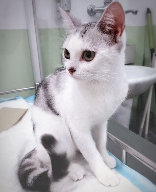 妙手仁心救我狗命锦旗,妙手仁心宠物医院