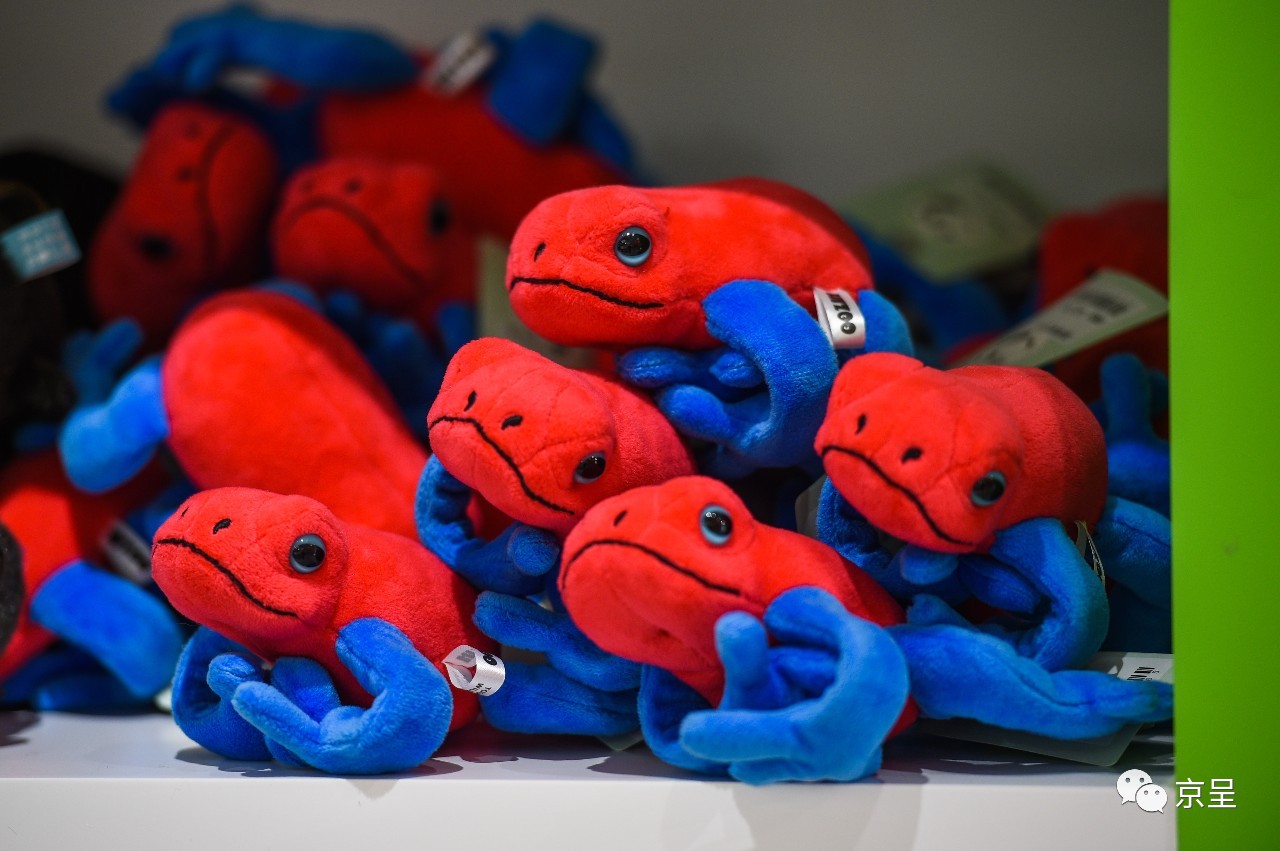鹈鹕树懒食蚁兽？北京这家非主流玩偶店教你认认新萌物