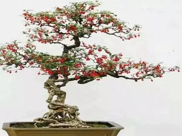 最好看的十种鲜花,小众又好看的鲜花