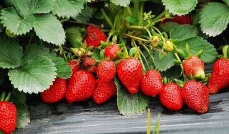 高新区附近草莓,高新区草莓