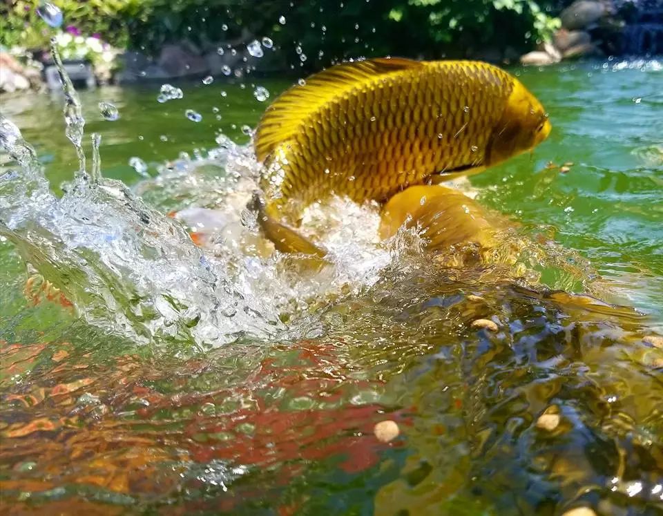 关于锦鲤你都知道哪些内容,关于锦鲤你有什么看法