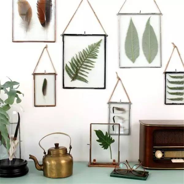 学做家庭植物微景观,做植物标本能学到什么