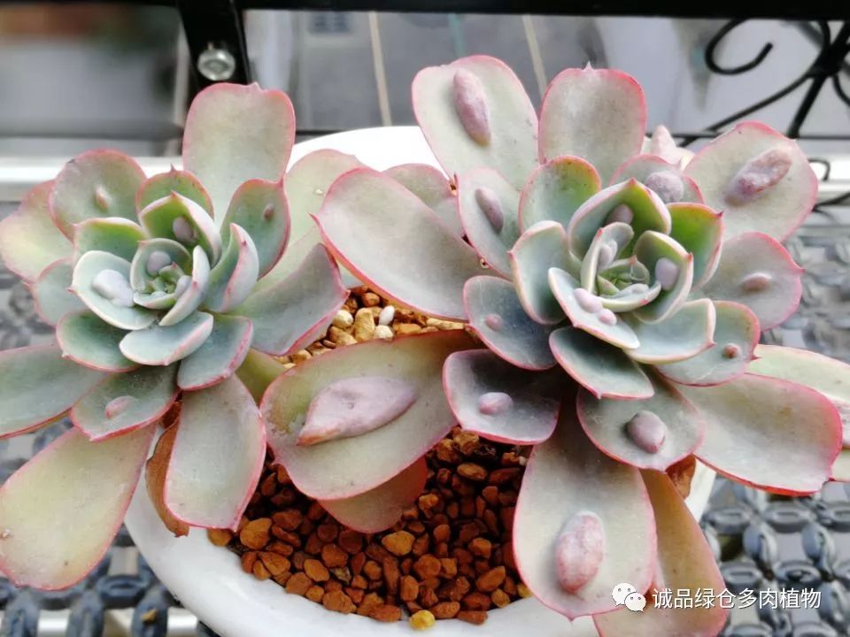 秀肉肉｜在景天的道路是越走越变态