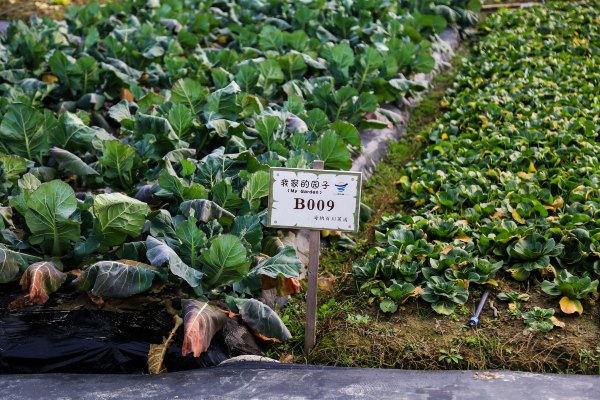只有一亩地的农场,草莓种植基地采摘园