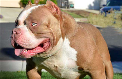 恶霸犬要怎么合理的饲养,美国恶霸犬怎么办狗证