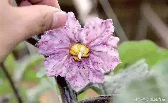 不管是浇水施肥打药都能轻松搞定,什么药缓解肥害最快