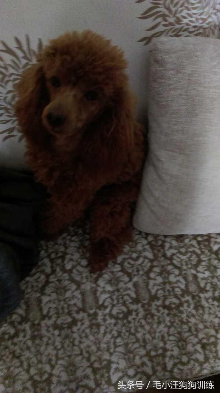 泰迪拉直后还会卷吗,把泰迪的毛拉直了还能卷起来吗