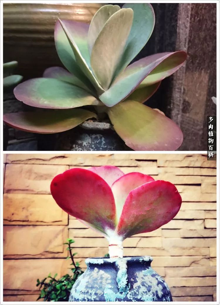 阳光的多肉花园,漂亮的多肉露台花园